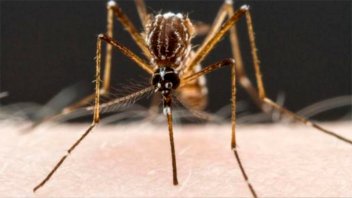 Dengue: un estudio reveló qué colores atrae más al mosquito