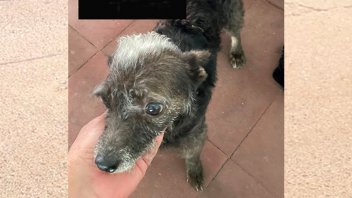 Protección animal: recuperaron una perra que era maltratada por su dueño