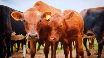 Detectaron caso de la enfermedad de la “vaca loca” en Europa y causó alerta