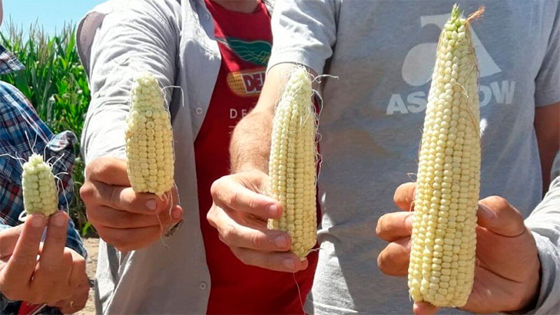 Da&ntilde;o por la chicharrita en ma&iacute;z.
