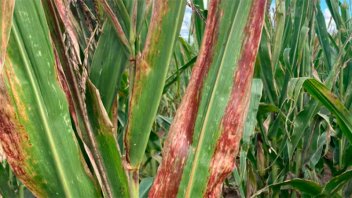 Autorizaron uso de tres insecticidas para combatir la “chicharrita” del maíz