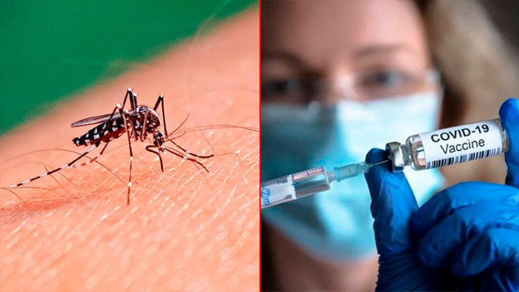 Los síntomas de dengue y COVID-19 pueden ser similares: cómo diferenciarlos