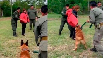 Video: Bullrich hizo un simulacro de ataque de perros con un traje de protección