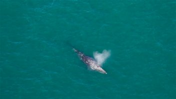 Reapareció una ballena que se creía extinta desde hace 200 años