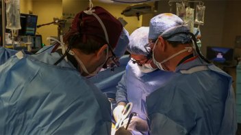 Por primera vez trasplantaron el riñón de un cerdo a un paciente renal