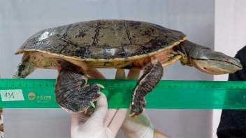Denuncian el robo de tortugas de un laboratorio del Conicet en Entre Ríos