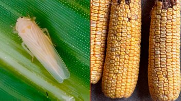 Piden declarar emergencia agrícola por la plaga que generará pérdidas en el maíz