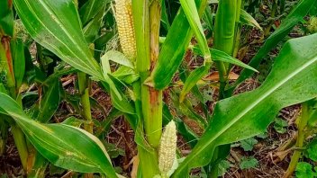 Cae el valor de las exportaciones de maíz: a qué se debe