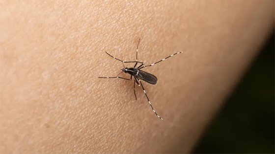La Argentina es uno de los tres países más afectados por el dengue