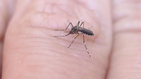 Dengue: se registraron 2.072 nuevos casos en la última semana en la provincia