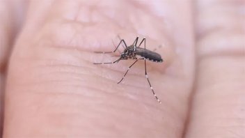 Se notificaron 1.031 casos de dengue en Entre Ríos