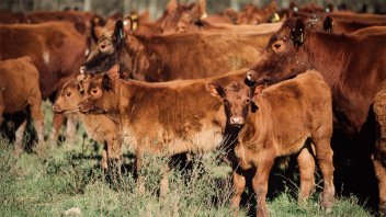 Los precios de las principales categorías bovinas retrocedieron en marzo