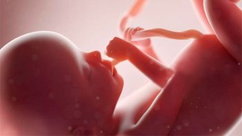 En 2030 funcionaría un  útero artificial que hará nacer a 30 mil bebés por año