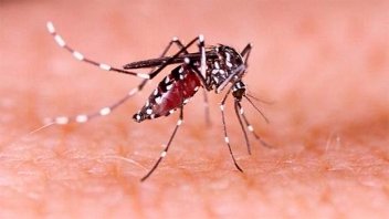 Dengue en Paraná: 