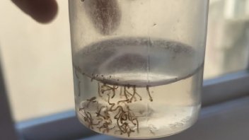 Rosario atraviesa un brote de Chikungunya: cómo diferenciarla del dengue