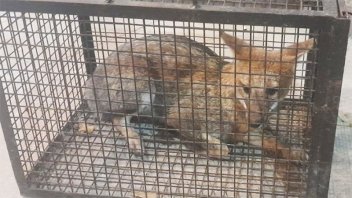 Rescataron un zorro gris que apareció en una rotisería de Paraná