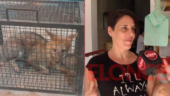 El zorro que hallaron en una rotisería de Paraná “era mansito y estaba asustado”