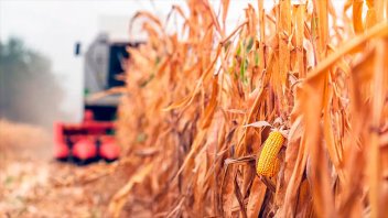 Las proyecciones de cosecha de maíz caen a 49,5 millones de toneladas