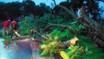 Un árbol de gran porte cayó ante las copiosas lluvias en Paraná