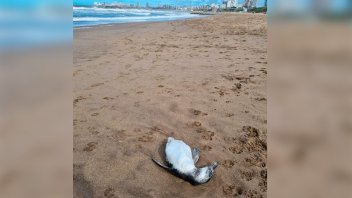Aparecieron decenas de pingüinos muertos en la playa en Mar del Plata