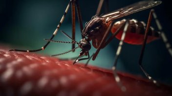 Cómo identificar qué variante de dengue tengo y cuál es la más agresiva