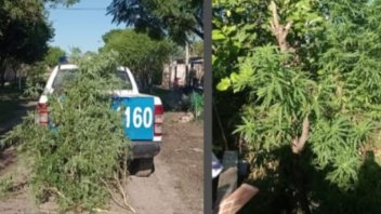 Secuestraron cuatro plantas de marihuana en el vivero de un domicilio