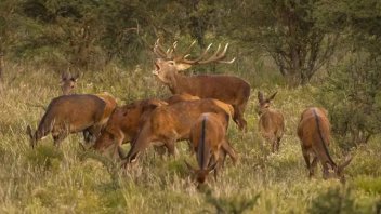 Cazadores furtivos mataron a ocho ciervos de una reserva natural