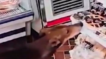 Video: le robaron una pastafrola y se llevó una sorpresa al descubrir al ladrón