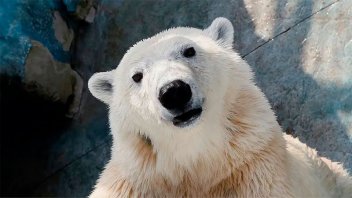 Encontraron al oso polar más gordo del mundo: dónde vive y cuánto pesa