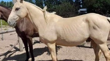 Robaron ocho caballos de una estancia en localidad entrerriana
