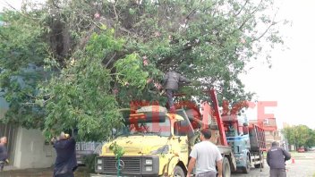 Una gran rama de un palo borracho cayó arriba de un camión en Paraná