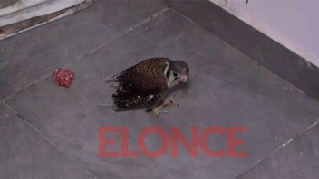 Una familia encontró un halcón herido en Paraná y lo llevarán a una reserva