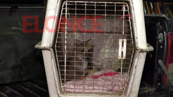 Rescataron a zorro que tenían en forma doméstica: será trasladado a una reserva