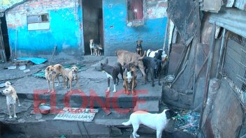 Piden ayuda para cuidar a 27 perros en barrio Puerto Viejo de Paraná