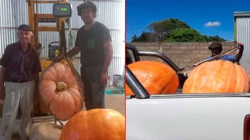 Productor entrerriano cosechó zapallo de 109 kilos y tiene otro que lo superará