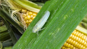 Vuelven a rebajar la proyección de cosecha de maíz por la chicharrita