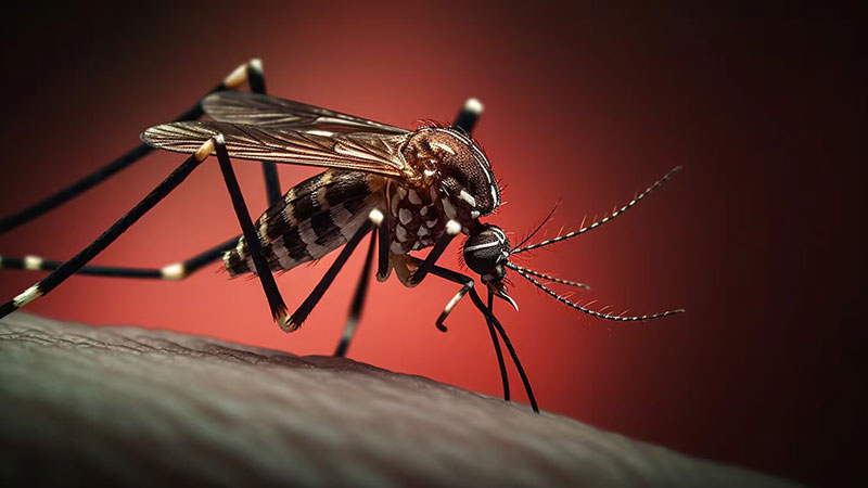 El Aedes aegypti, el mosquito transmisor de la enfermedad.