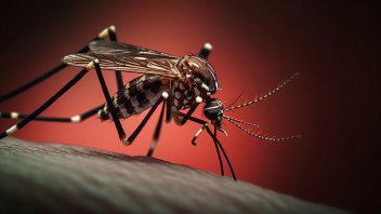 Tres factores para comprender el avance del dengue en Argentina en 2024