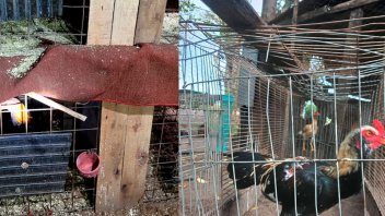 Recuperaron gallos utilizados en riñas en cuatro viviendas en Concordia