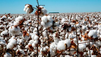 Estiman que 70% del algodón sufrió un 