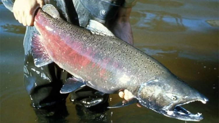 Aparecieron salmones en el río Paraná: dónde, por qué y qué impacto tienen