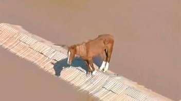 Un caballo quedó atrapado en el techo de una vivienda en Brasil: video