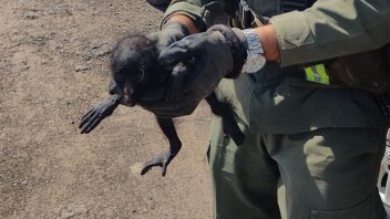 Rescataron un mono Carayá que llevaban en un bolso de mano