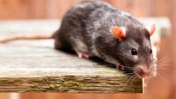 Encontraron pedazos de ratas dentro de pan lactal: retiraron paquetes de mercado