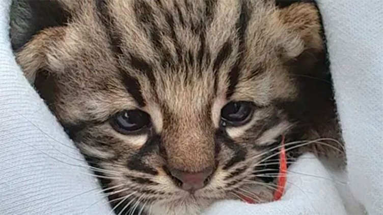 Hallaron dos crías de gato montés en Sauce Montrull: fueron puestos a resguardo