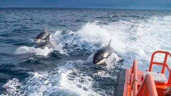 Orcas hundieron velero en estrecho de Gibraltar: el video y cuál sería el motivo