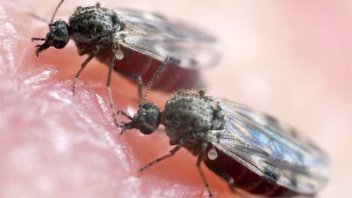 Además del dengue, los mosquitos expanden otra enfermedad en Brasil