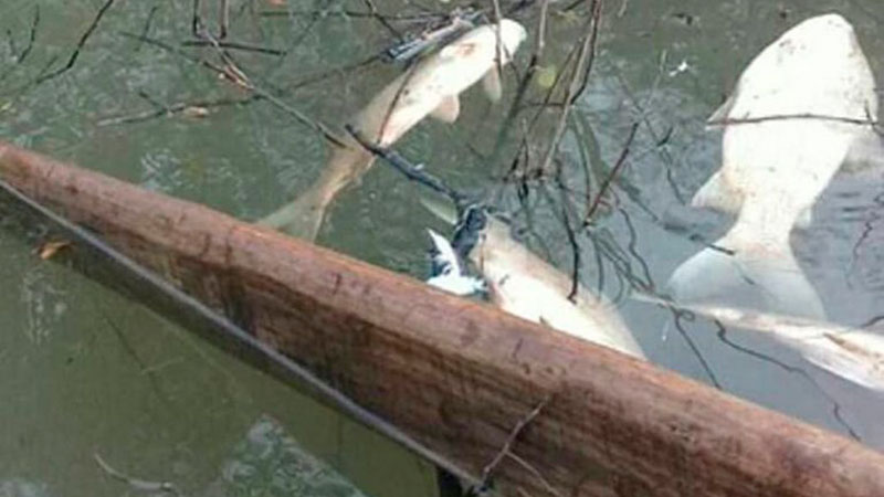 Muerte masiva de peces en un arroyo de Concordia alarma a la comunidad