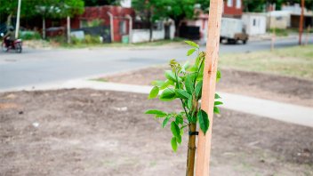 Sombras Urbanas: Plantarán 500 nuevos árboles en Paraná
