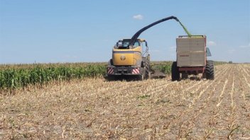 La caída de la intención de siembra de maíz ronda el 70 por ciento
